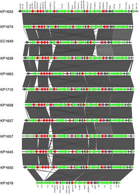 Molecular characterization of carbapenem and ceftazidime-avibactam-resistant Enterobacterales and horizontal spread of blaNDM-5 gene at a Lebanese medical center